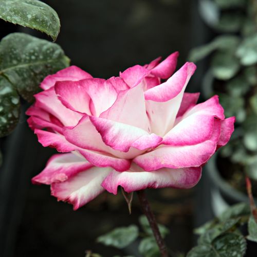 Shop - Rosa Atlas™ - weiß - rosa - teehybriden-edelrosen - stark duftend - Georges Delbard - Sie remontiert sehr gut, so können wir ihre attraktiven Blüten vom Sommeranfang bis zum Herbst bewundern.